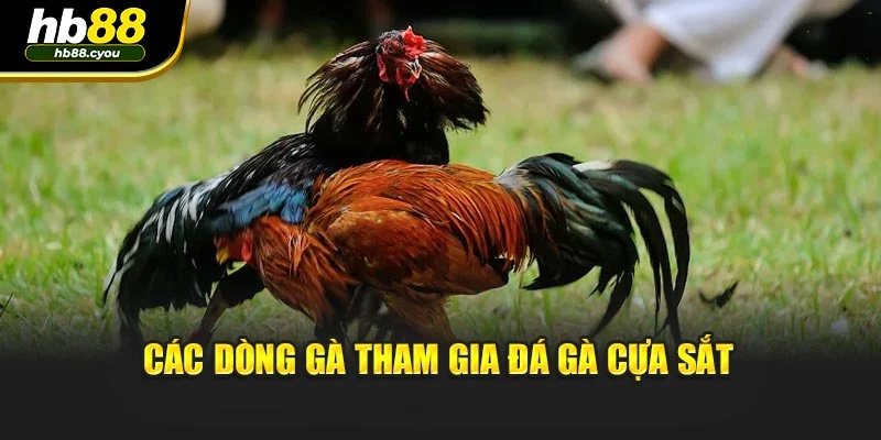 Các dòng gà tham gia đá gà cựa sắt
