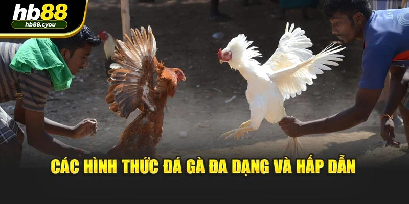 Các hình thức đá gà đa dạng và hấp dẫn