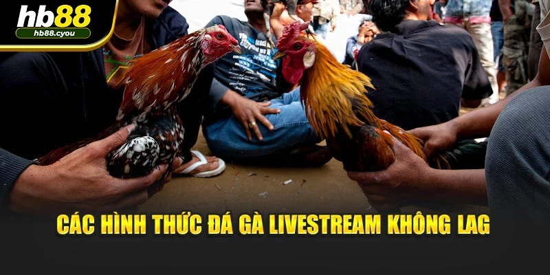 Các hình thức đá gà livestream không lag