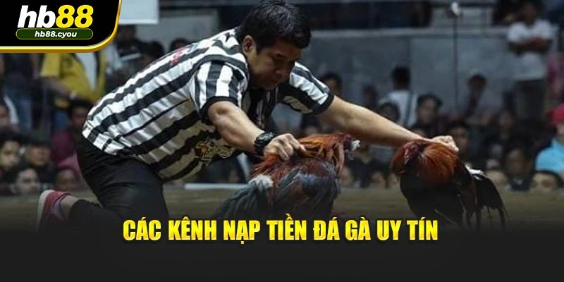 Các kênh nạp tiền đá gà uy tín