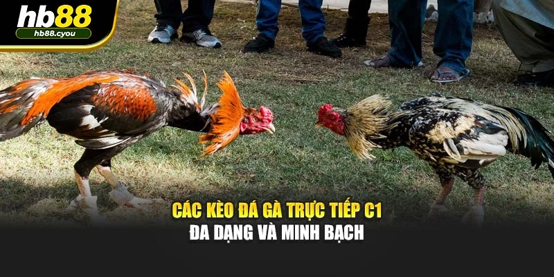 Các kèo đá gà trực tiếp C1 đa dạng và minh bạch