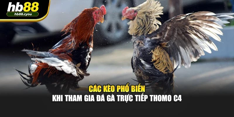 Các kèo phổ biến khi tham gia đá gà trực tiếp thomo C4