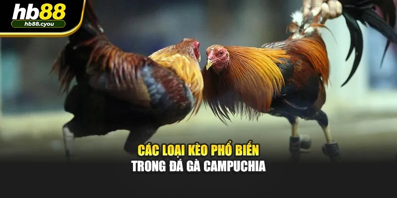 Các loại kèo phổ biến trong đá gà Campuchia