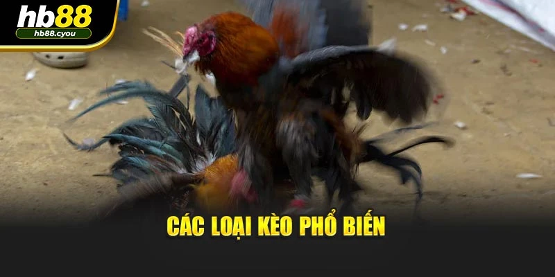 Các loại kèo phổ biến