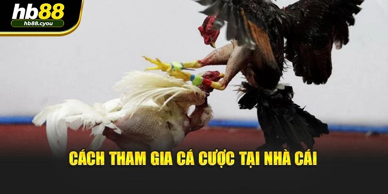 Cách tham gia cá cược tại nhà cái