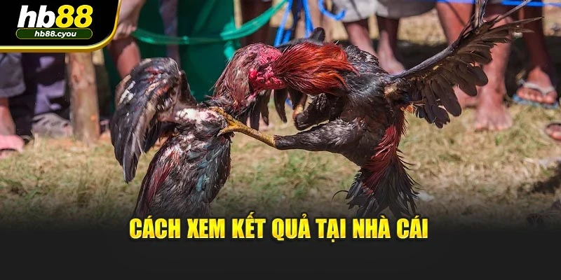 Cách xem kết quả tại nhà cái