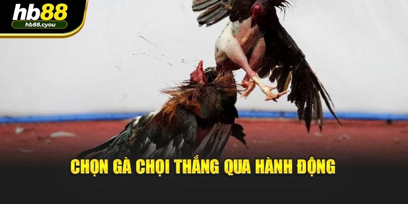 Chọn gà chọi thắng qua hành động