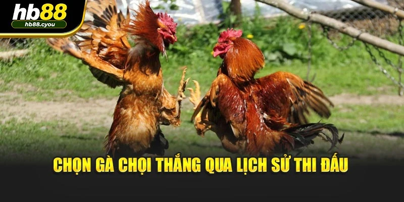 Chọn gà chọi thắng qua lịch sử thi đấu