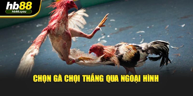 Chọn gà chọi thắng qua ngoại hình