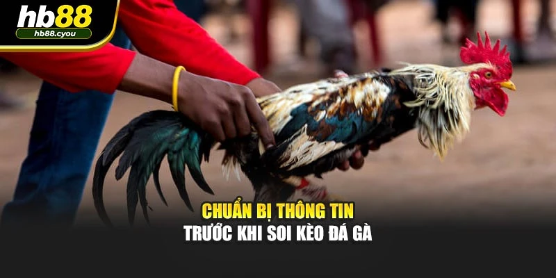 Chuẩn bị thông tin trước khi soi kèo đá gà
