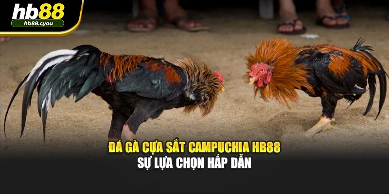 Đá Gà Cựa Sắt Campuchia HB88 – Sự Lựa Chọn Hấp Dẫn