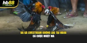 Đá Gà Livestream Không Lag Tại HB88 – Cá Cược Mượt Mà