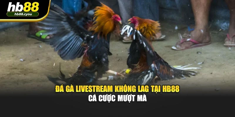 Đá Gà Livestream Không Lag Tại HB88 – Cá Cược Mượt Mà