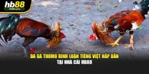 Đá Gà Thomo Bình Luận Tiếng Việt Hấp Dẫn Tại Nhà Cái HB88