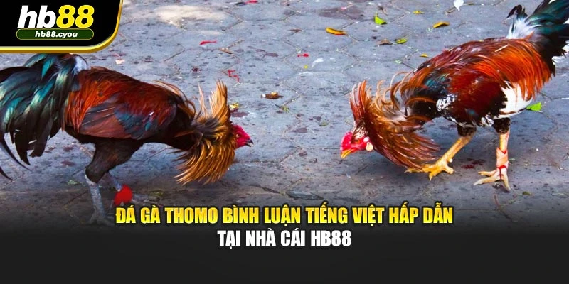 Đá Gà Thomo Bình Luận Tiếng Việt Hấp Dẫn Tại Nhà Cái HB88