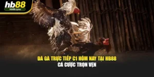 Đá Gà Trực Tiếp C1 Hôm Nay Tại HB88 Cá Cược Trọn Vẹn