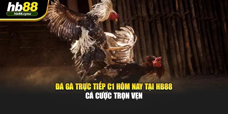 Đá Gà Trực Tiếp C1 Hôm Nay Tại HB88 Cá Cược Trọn Vẹn