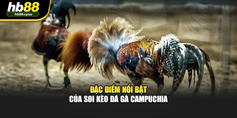 Đặc điểm nổi bật của soi kèo đá gà Campuchia