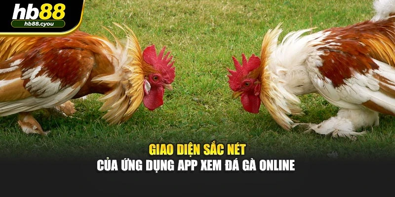 Giao diện sắc nét của ứng dụng app xem đá gà online