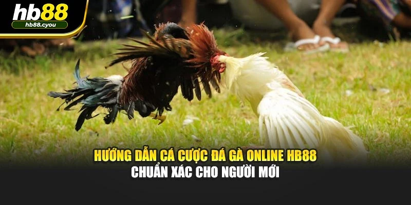 Hướng Dẫn Cá Cược Đá Gà Online HB88 Chuẩn Xác Cho Người Mới