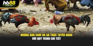 Hướng Dẫn Chơi Đá Gà Trực Tuyến HB88 Với Quy Trình Chi Tiết