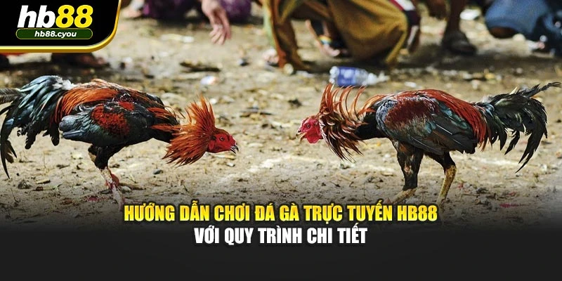 Hướng Dẫn Chơi Đá Gà Trực Tuyến HB88 Với Quy Trình Chi Tiết