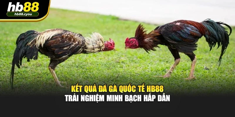 Kết Quả Đá Gà Quốc Tế HB88 – Trải Nghiệm Minh Bạch Hấp Dẫn