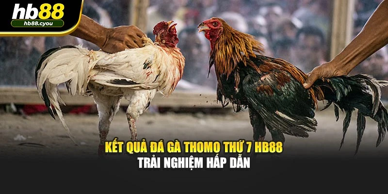 Kết Quả Đá Gà Thomo Thứ 7 HB88 – Trải Nghiệm Hấp Dẫn