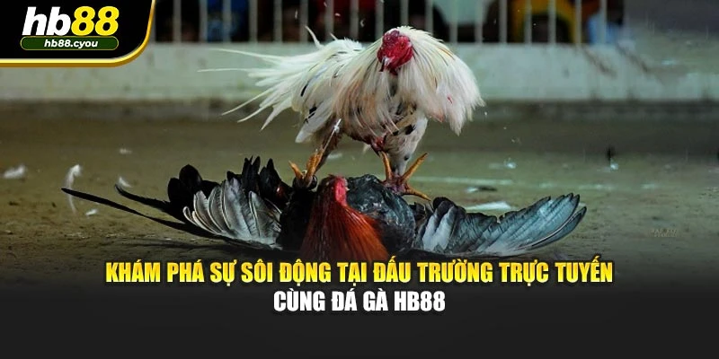 Khám phá sự sôi động tại đấu trường trực tuyến cùng đá gà HB88