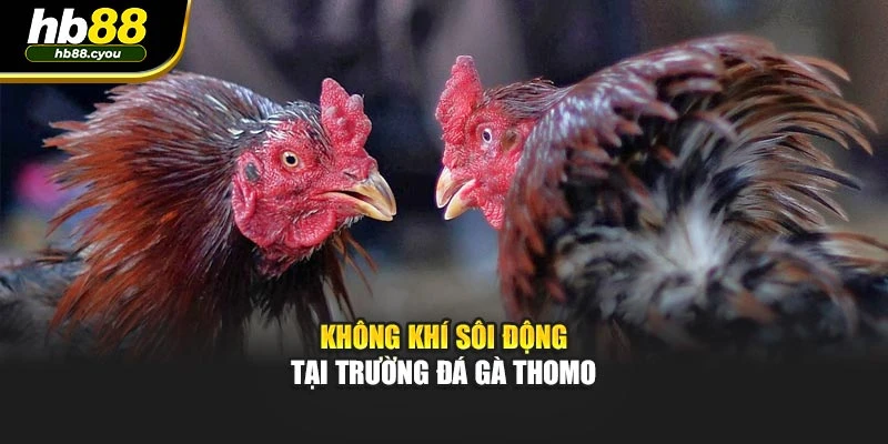 Không khí sôi động tại trường đá gà Thomo