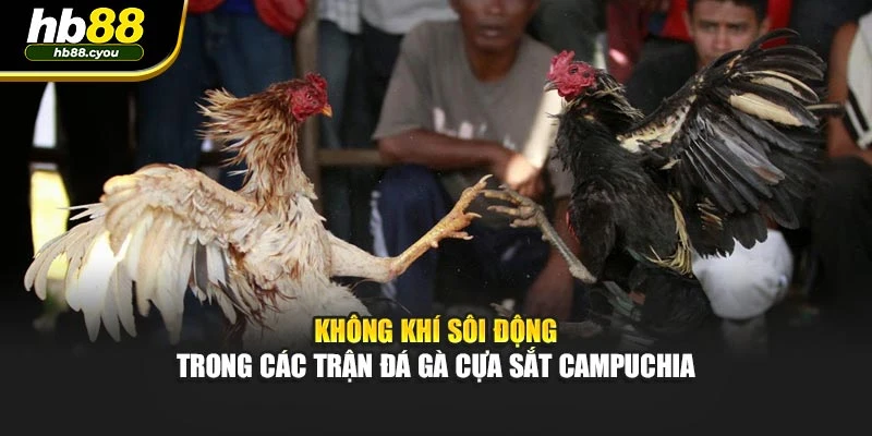 Không khí sôi động trong các trận đá gà cựa sắt Campuchia