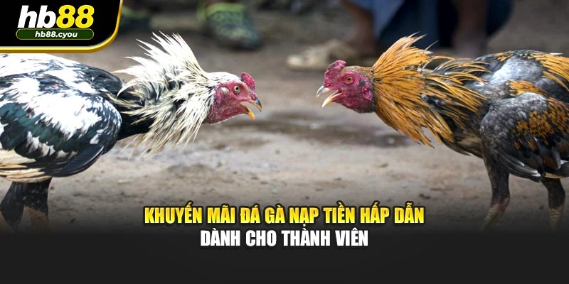 Khuyến mãi đá gà nạp tiền hấp dẫn dành cho thành viên