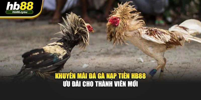 Khuyến Mãi Đá Gà Nạp Tiền HB88 - Ưu Đãi Cho Thành Viên Mới