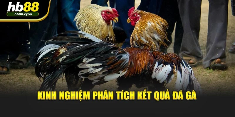 Kinh nghiệm phân tích kết quả đá gà