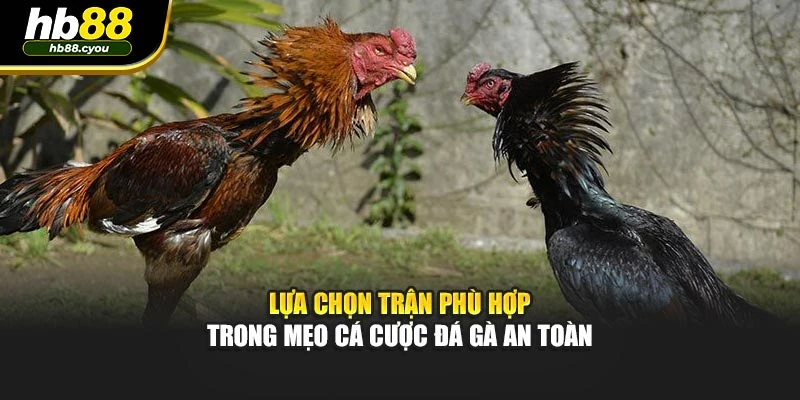 Lựa chọn trận phù hợp trong mẹo cá cược đá gà an toàn