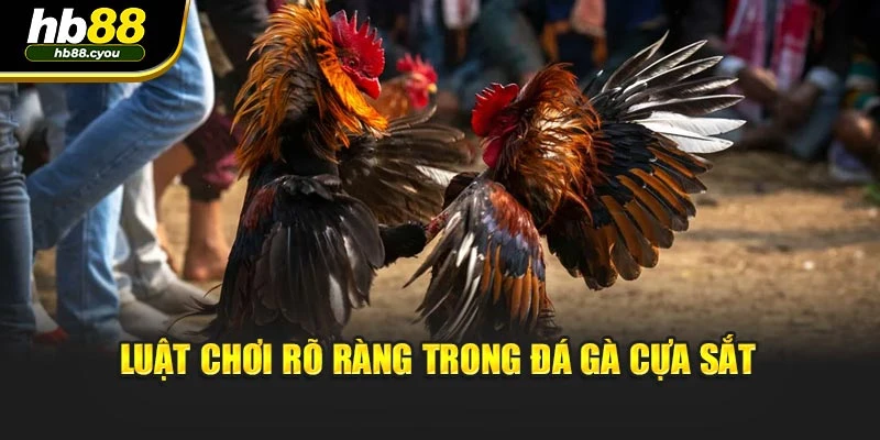 Luật chơi rõ ràng trong đá gà cựa sắt