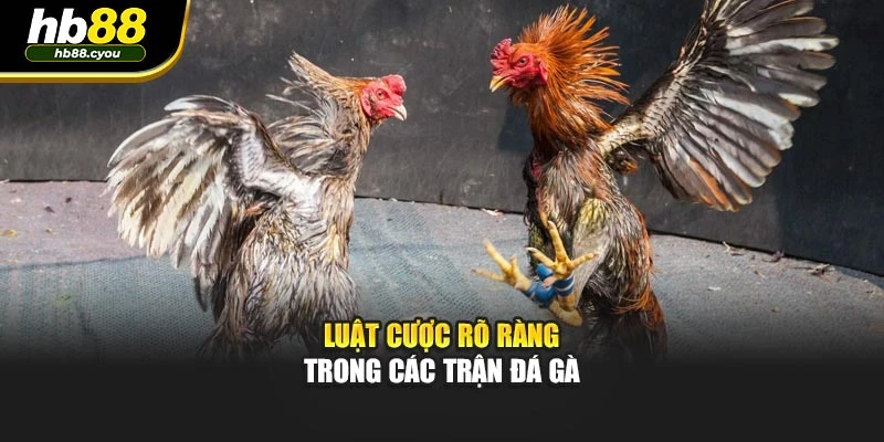 Luật cược rõ ràng trong các trận đá gà