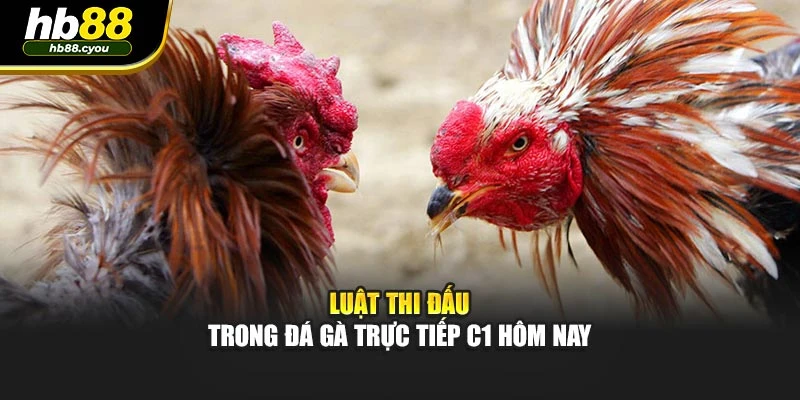 Luật thi đấu trong đá gà trực tiếp C1 hôm nay