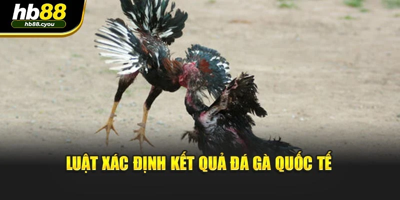Luật xác định kết quả đá gà quốc tế