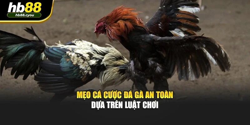 Mẹo cá cược đá gà an toàn dựa trên luật chơi