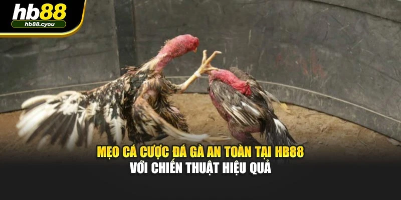 Mẹo Cá Cược Đá Gà An Toàn Tại HB88 Với Chiến Thuật Hiệu Quả
