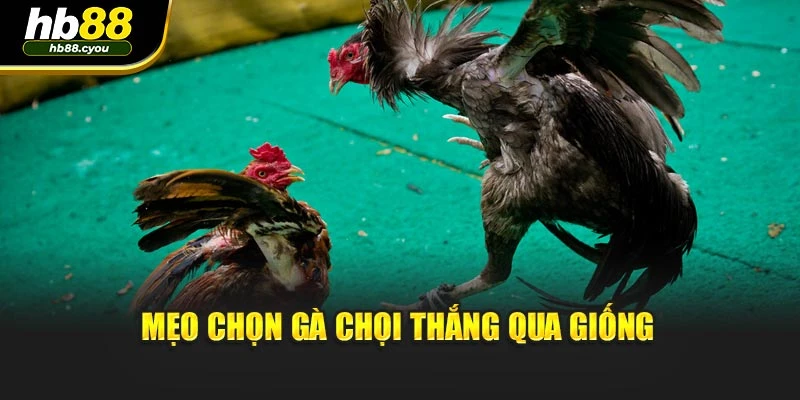 Mẹo chọn gà chọi thắng qua giống