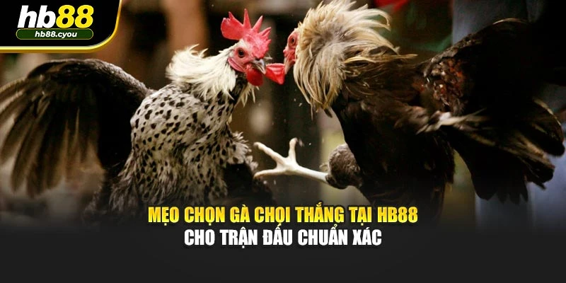 Mẹo Chọn Gà Chọi Thắng Tại HB88 Cho Trận Đấu Chuẩn Xác