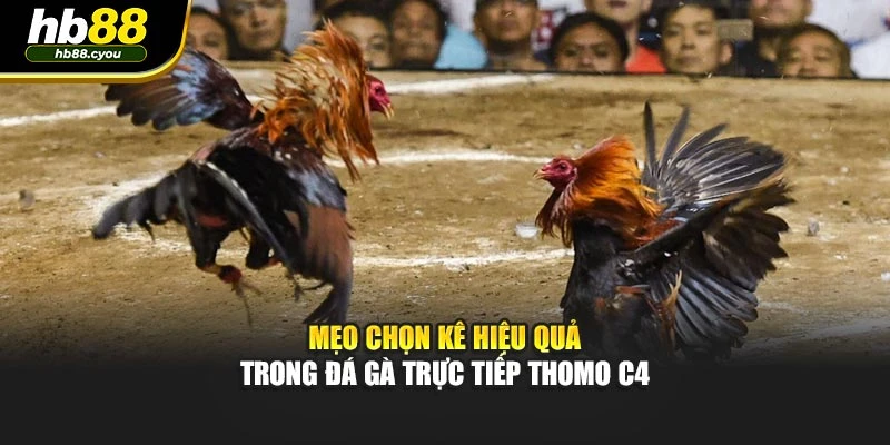 Mẹo chọn kê hiệu quả trong đá gà trực tiếp thomo C4