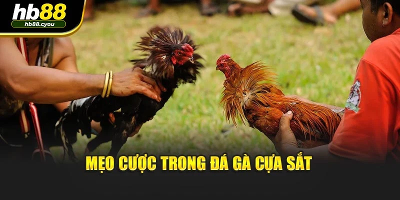 Mẹo cược trong đá gà cựa sắt