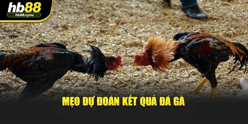 Mẹo dự đoán kết quả đá gà