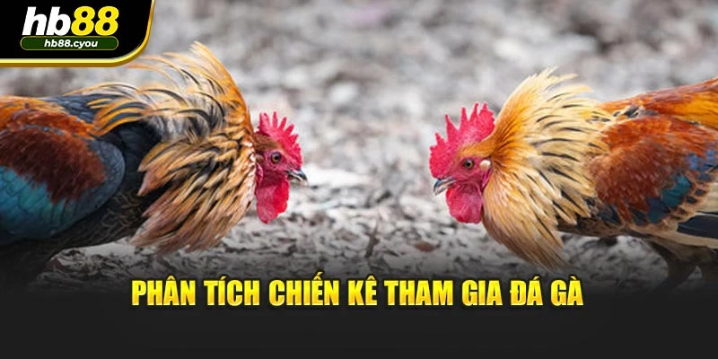 Phân tích chiến kê tham gia đá gà