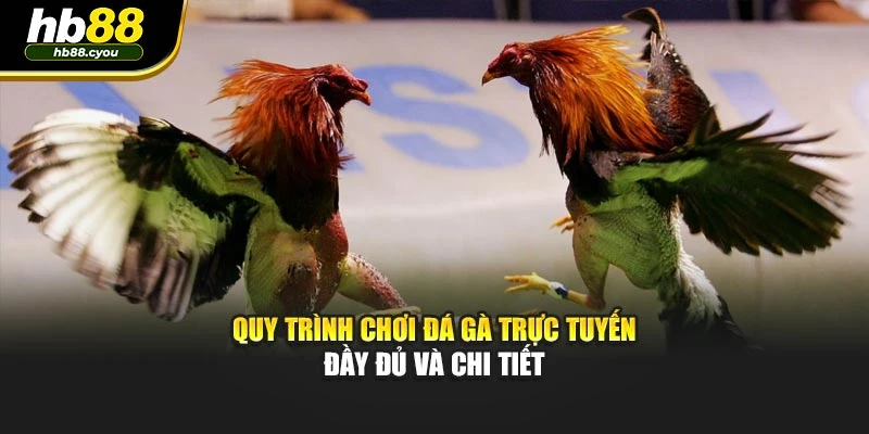 Quy trình chơi đá gà trực tuyến đầy đủ và chi tiết