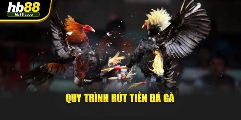 Quy trình rút tiền đá gà