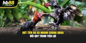 Rút Tiền Đá Gà Nhanh Chóng HB88 Với Quy Trình Tiện Lợi